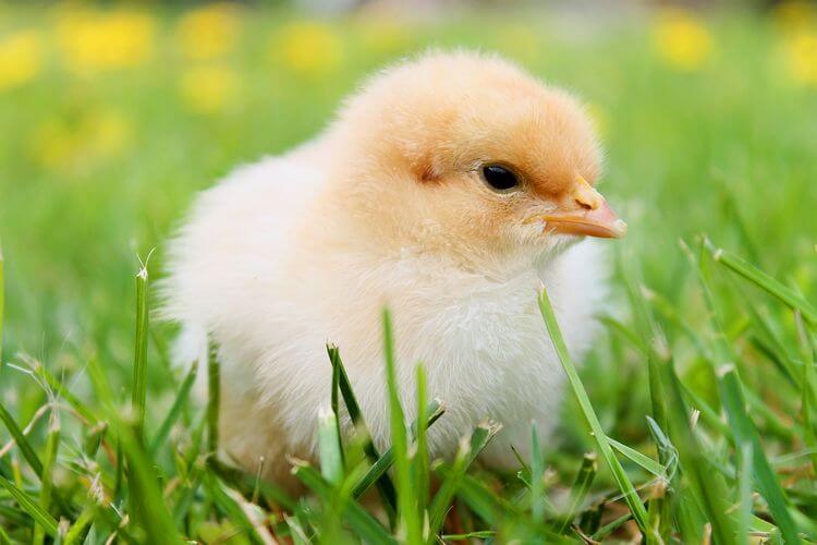 fluffy chick