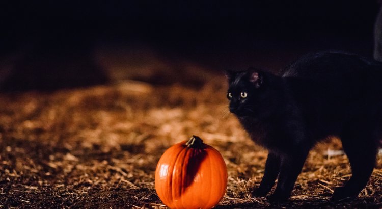 Black Cat and Pumpkin