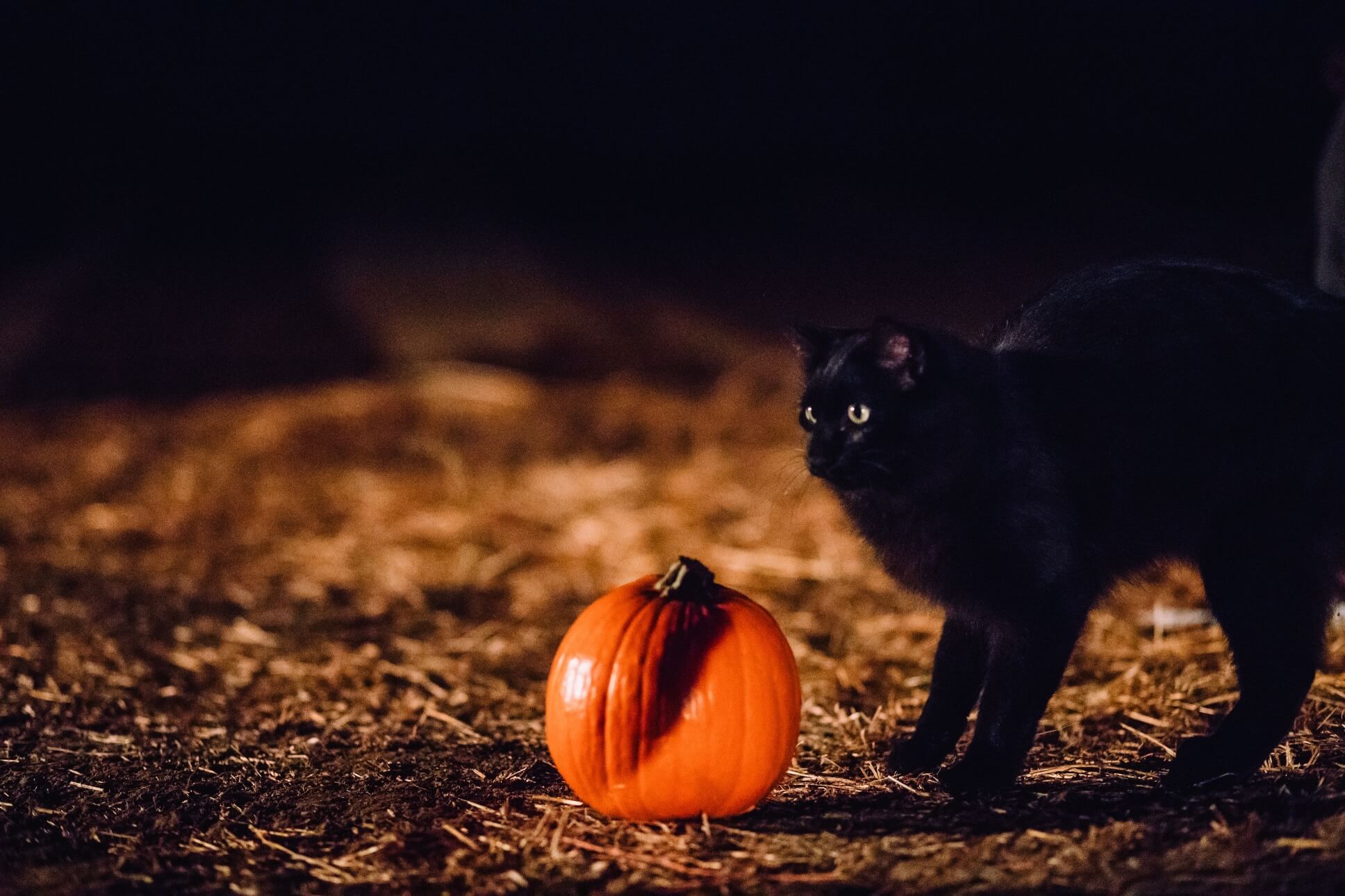 Black Cat and Pumpkin