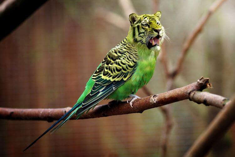 tiger head on bird body